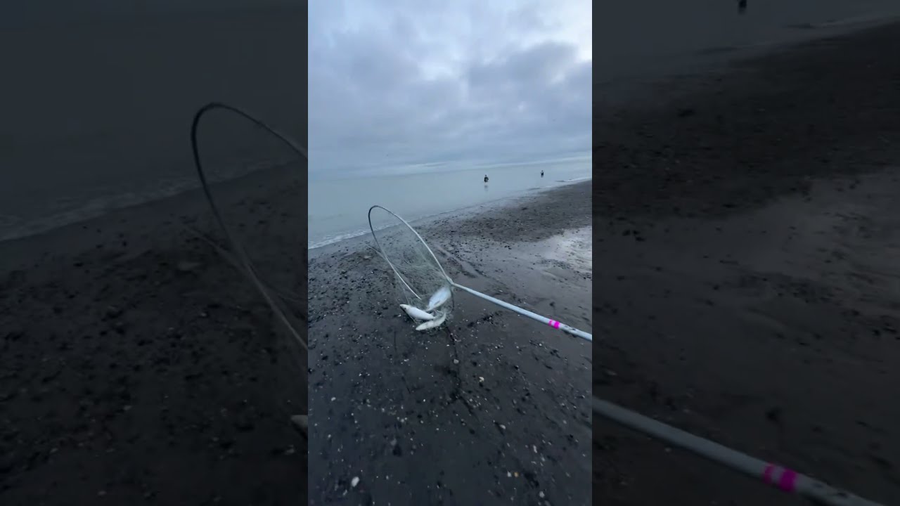 TRIPLE Fish Dipnetting On Kenai Beach In Alaska Alaskafishing