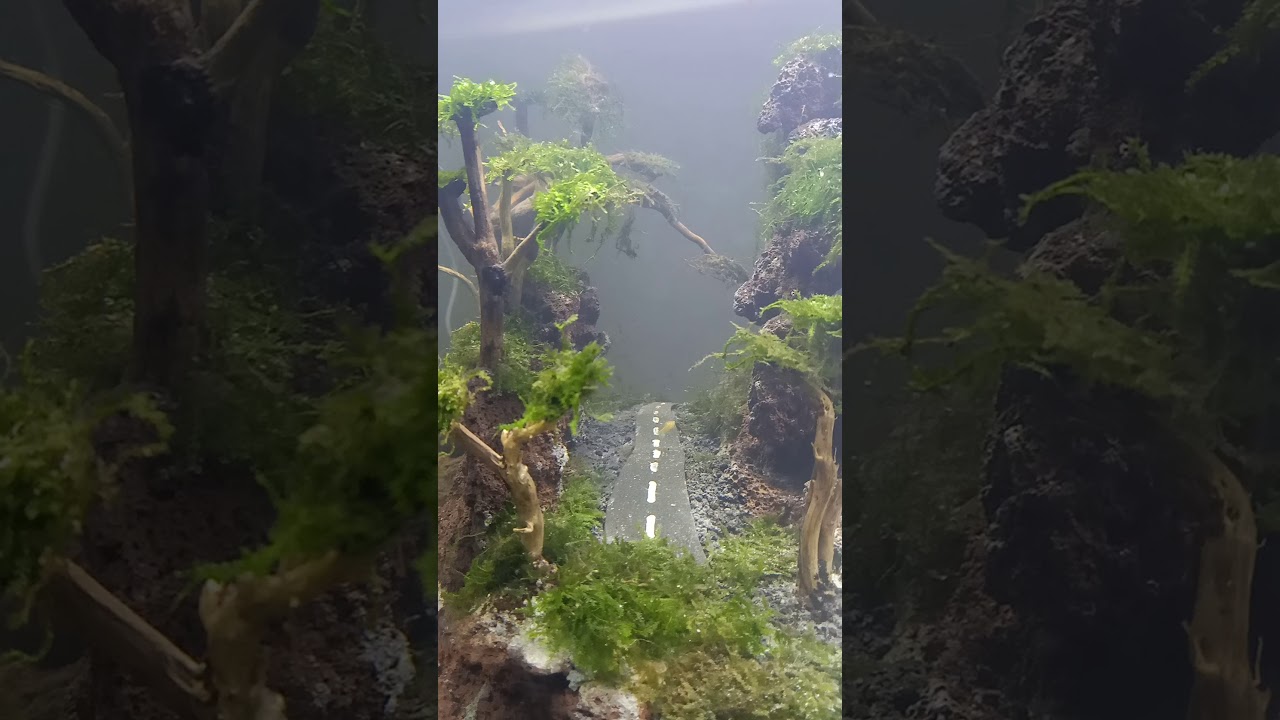 Isi ikan Guppy di aquascape baru. - YouTube