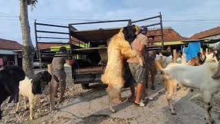 VLOG‼️KAMBING JUMBO SANGAT MURAH DI AKHIR TAHUN 2025, LANGSUNG SOLD OUT KE TANGERANG #vlog #animals 