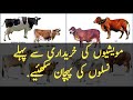 Breeds of cattle & buffalo in Pakistan||Sahiwal||red sindhi||cholistani||neli ravi||dhanni||kundi||