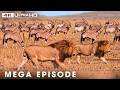 Ultimate Predators: When Lion Hunting Prey | MEGA EPISODE | Nature Animal Documentary