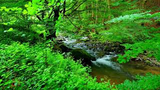 4K HDR Relaxing mountain stream landscape.  Peaceful river sound and birds chirping in the forest.