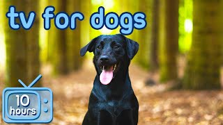 Dog TV: Virtual Boredom Busting Videos with Relaxing ASMR Music