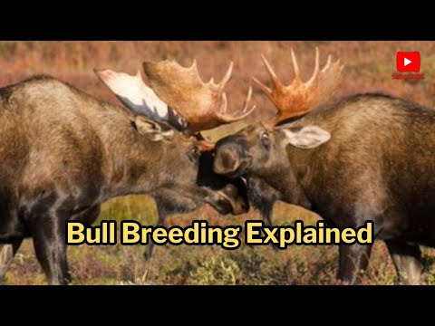 Bull Breeding Explained: The Shocking Truth About Cattle Reproduction ...