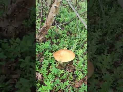 Нашел большой гриб 🍄