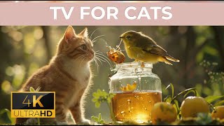 24/7 LIVE: Cat TV for Cats to Watch  Endless cat in the Forest in 4K