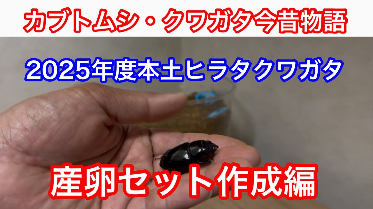 Creating a breeding setup for Japanese stag beetles (Dorcus