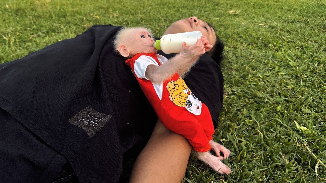 Baby monkey Lulu has a perfect life. Tam loves and pampers her very much.