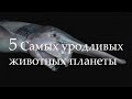 5 САМЫХ ШОКИРУЮЩИХ УРОДЛИВЫХ ЖИВОТНЫХ ПЛАНЕТЫ