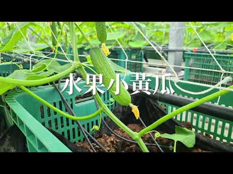 水果小黃瓜生長日記