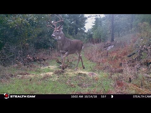 Silent Deer Feeder W Nolanoutdoors And Douglas Feeder Controll