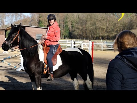 Video: Tut Gebisslos Pferden weh?