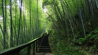 孝子路步道#嘉義梅山#太平雲梯#老街