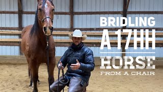 Hard To Bridle Draftcross Whos 17Hh