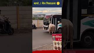 रस्त्यावर सोडलेल्या बैलाने अचानक ट्रॅव्हल्सवर केला हल्ला. ड्रायव्हरच्या प्रसंगावधानामुळे नुकसान टळले