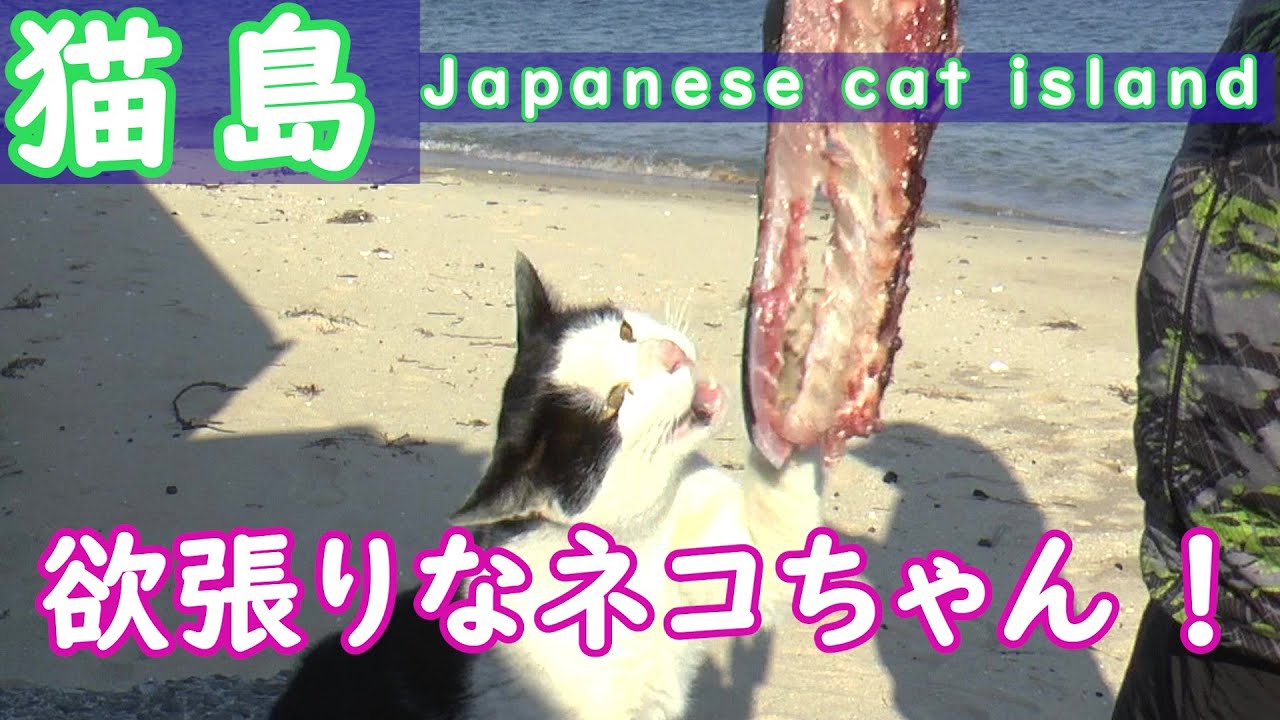 猫島シリーズ❗魚を捌いて猫にあげる 🐈️前編🐈️【香川県  佐柳島】😸Japanese cat island😸