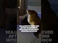 Wrong turn, little guy! Sea lion pup rescued after wandering into San Francisco neighbourhood