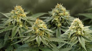 Growing Cannabis Indoors: Veg & Flowering Weeks 3 & 5!