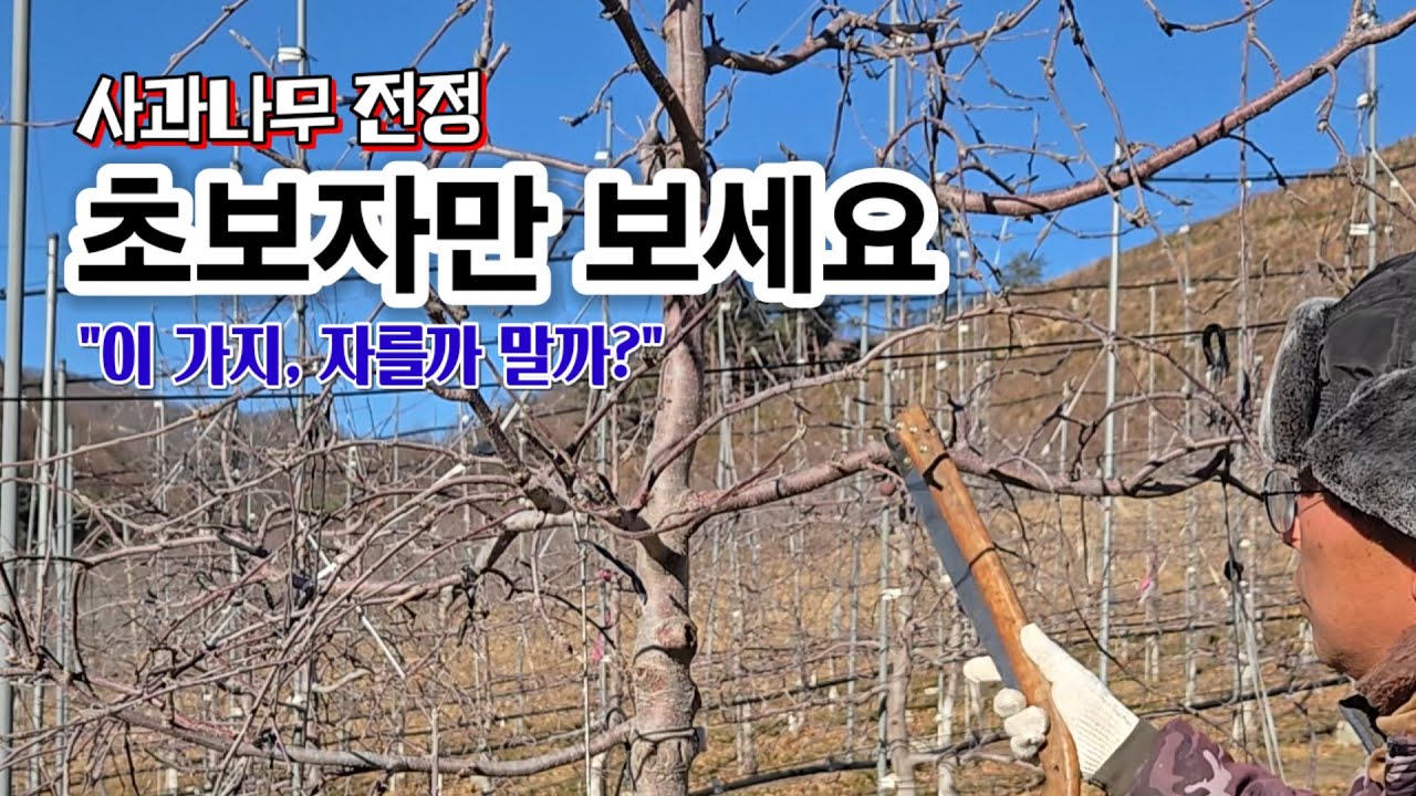 초보 사과농부 전정 코칭 #전정 #전정가위 #초보전정 #초보농부 #사과농부 #잉매힐스사과농원 