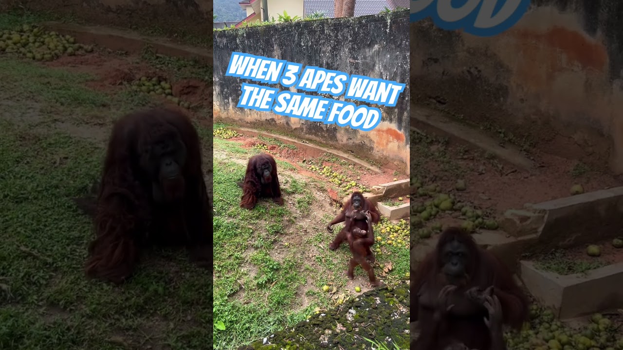 Funny. When 3 Apes want the same food