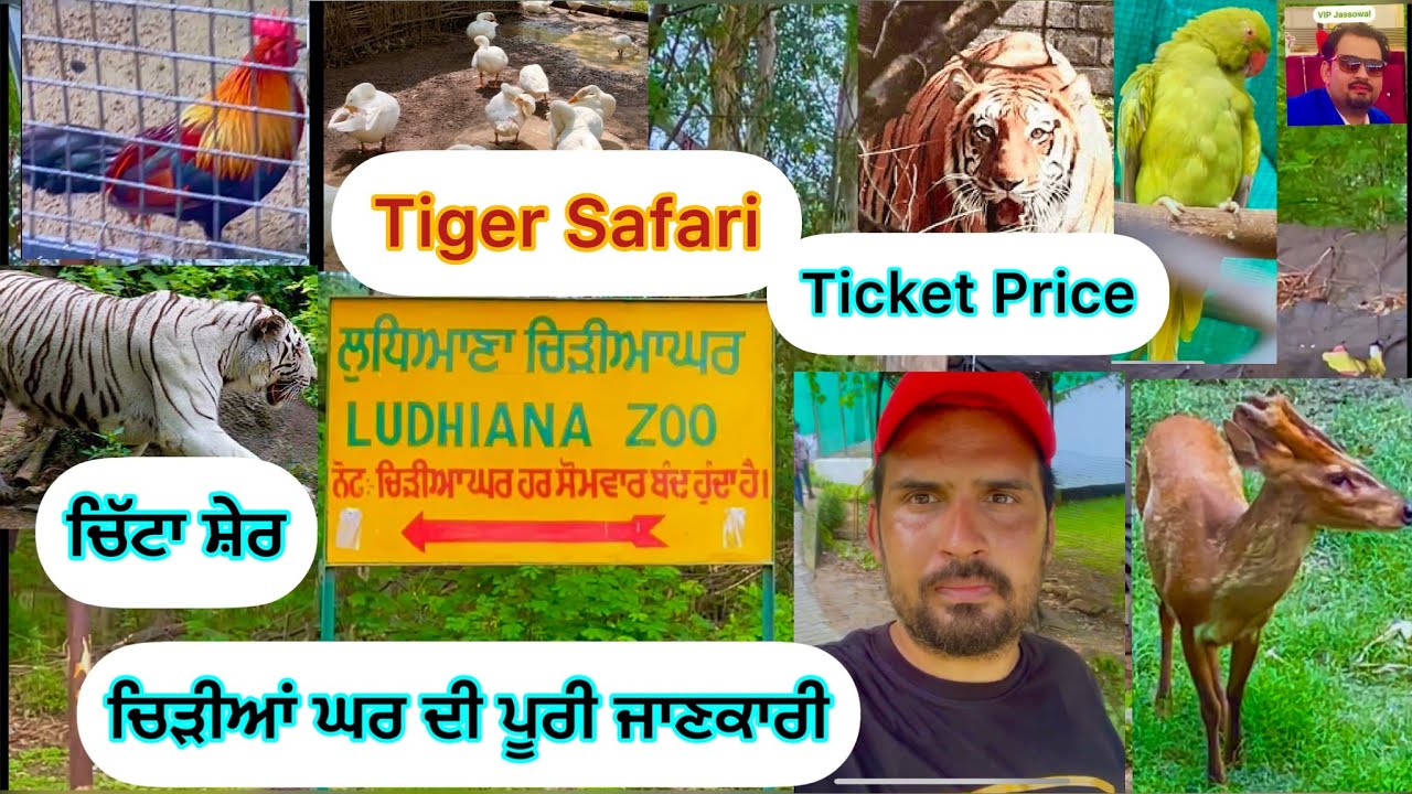 Tiger Safari Ludhiana Tiger Safari ludhiana zoo YouTube