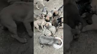 Serbian defense dog 7 week old puppies from Cezar x O.C.D. Gea ! @KENNELOFSERBIANDEFENSEDOG by KENNEL OF SERBIAN DEFENSE DOG 1,206 views 1 year ago 1 minute, 30 seconds