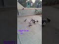 कबूतर जा जा जा जा ....|Kabutar JA JA #shortvideo #pigeon #petshorts #shorts #shortvideoyoutubeshorts