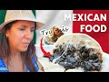 Not your typical Mexican food | Where the locals go in Playa del Carmen