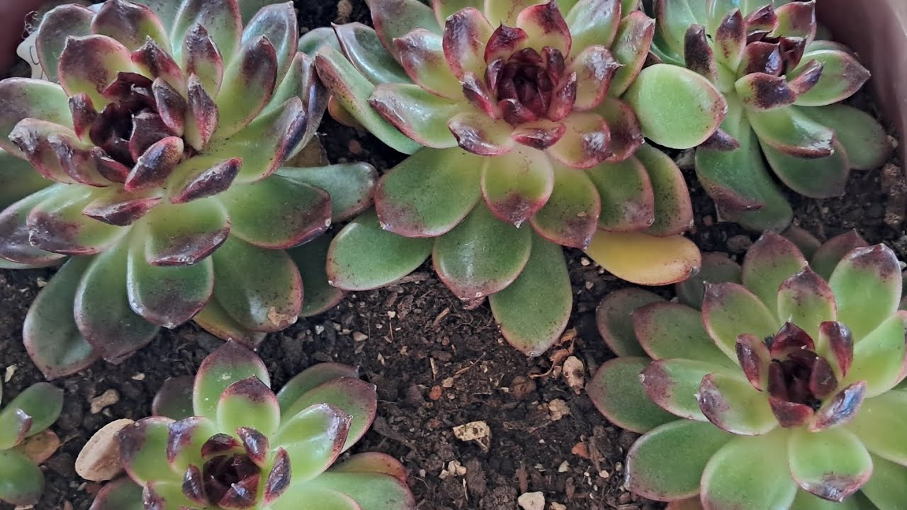 Sukulentleri Suda Köklendirme İşlemi Nasıl Olmuş Bakalım 🌧🪴💦