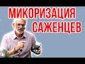 Создание микоризы препаратом Микофренд / Пересадка можжевельника / Игорь Билевич