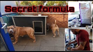 Our secret formula dog food for our American Bully Pitbulls
