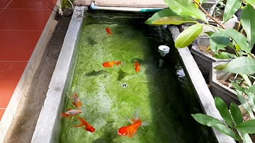 Rêu Xanh Hồ Cá Vàng - Duy Linh Channel #1