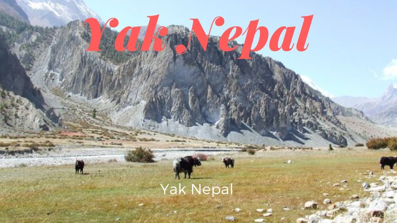Yak Animal Nepal - YouTube