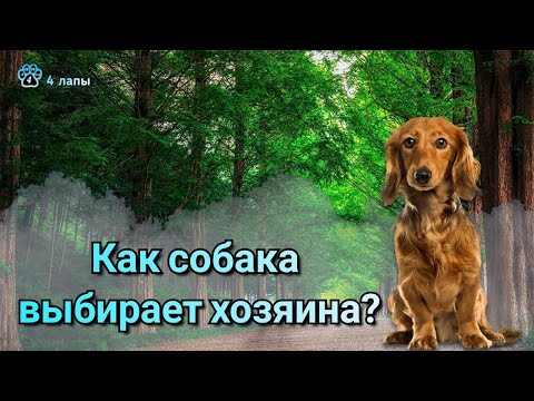 Как собака выбирает хозяина?