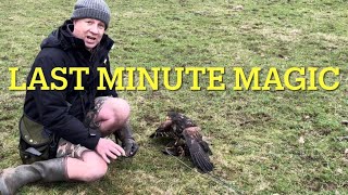 Pt. 8 HOW TO TRAIN A HARRIS HAWK; Introducing the lure pad