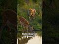 Hunter Becomes the Hunted?! #facts #animals #trending