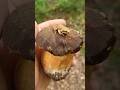 Ref:2QeohBXDIdI Le c�pe bronz� #c�pe #champignons #nature #funfacts