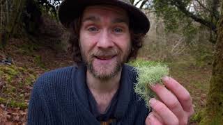 Old Man's Beard - Celtic Fox Herbal