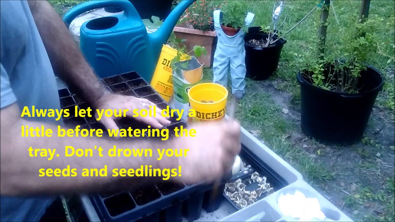 How to plant Moringa seeds PKM1 - YouTube