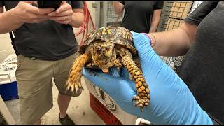 Box Turtles Released at Cincinnati Zoo's Bowyer Farm