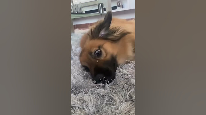 Restregándome en mi alfombra porque es mía🐾🐶😂