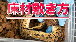 Deu Reptilesボールパイソン専門店 Youtube Deu Reptilesボールパイソン専門店 Youtube