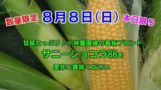 【トウモロコシ販売】カウンター賞品として販売します！