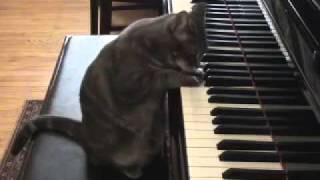 'NORA- Practice Makes Purr-fect' - Check the sequel too..mp4