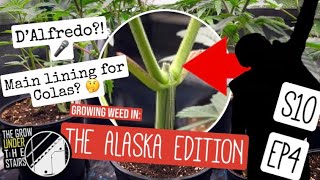 S10 EP4: Mainlining  cannabis colas?  Last transplant before flower and ALASKA weed - Spider farmer!