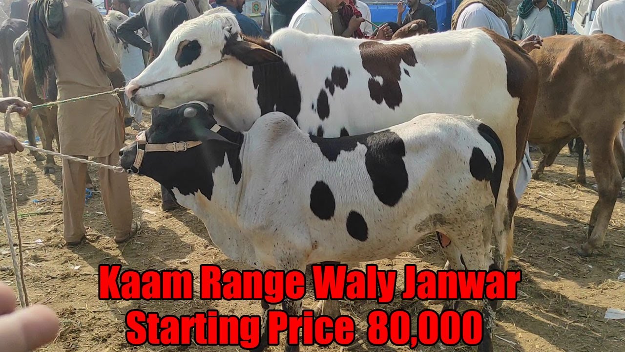 Ap Sab Ki Farmaish Per Kam Range Wala Janwar Starting Price 80 000 infinix-hot-9-play-unboxing-6000-mah-lower-price-mobile-kam-range