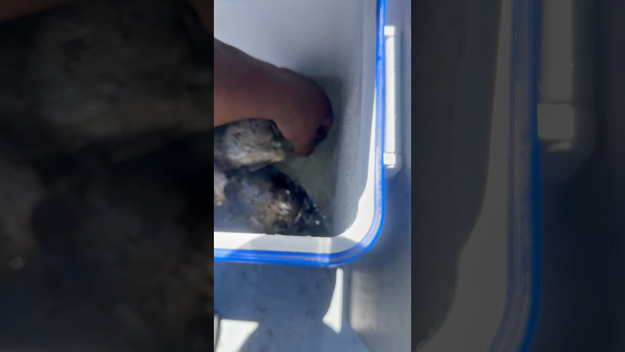 WHAT FISH IS THIS? ARE THESE?? - YouTube
