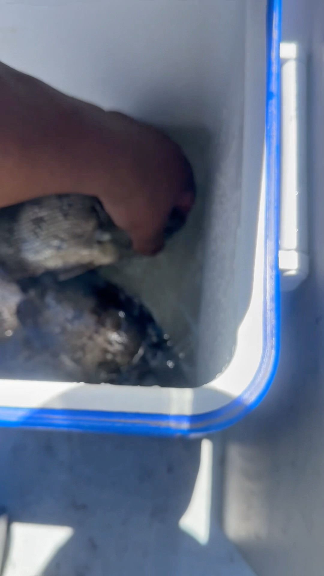 WHAT FISH IS THIS? ARE THESE?? - YouTube WHAT FISH IS THIS? ARE THESE?? - YouTube