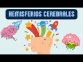 Hemisferios cerebrales y sus funciones