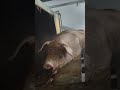 二師兄泡完澡舒服的睡着了